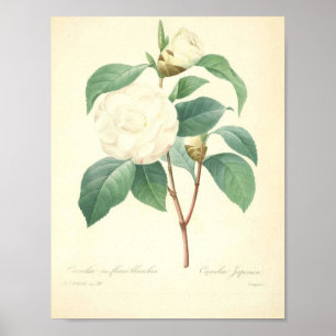Camellia door Redoute Poster