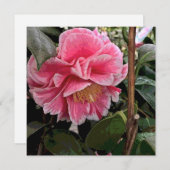 Camellia Feestdagenkaart (Voorkant / Achterkant)