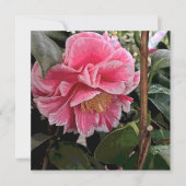 Camellia Feestdagenkaart (Voorkant)
