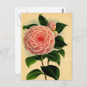  Camellia Floral Briefkaart -  Roze (Voorkant / Achterkant)