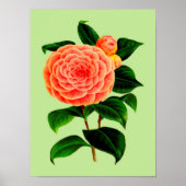  Camellia Flower #2 Poster (Voorkant)