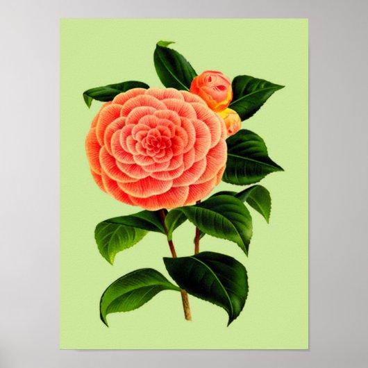 Camellia Flower #2 Poster (Voorkant)
