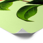 Camellia Flower #2 Poster (Hoek)