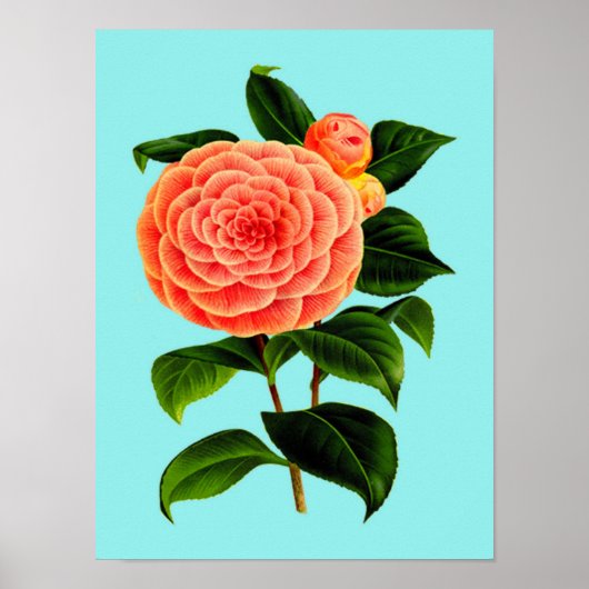  Camellia Flower Poster (Voorkant)