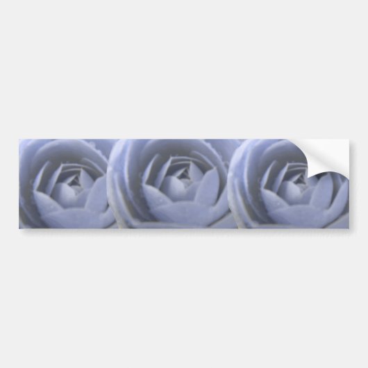 Camellia Frozen Beauty Bumpersticker (Voorkant)