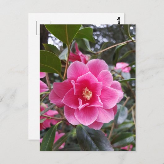 Camellia in het Briefkaart Park (Voorkant / Achterkant)
