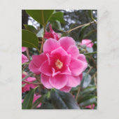 Camellia in het Briefkaart Park (Voorkant)