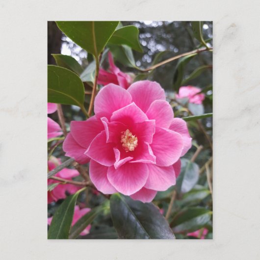 Camellia in het Briefkaart Park (Voorkant)