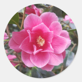 Camellia in het Park Ronde Sticker