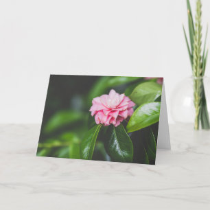 Camellia Japan Kaart