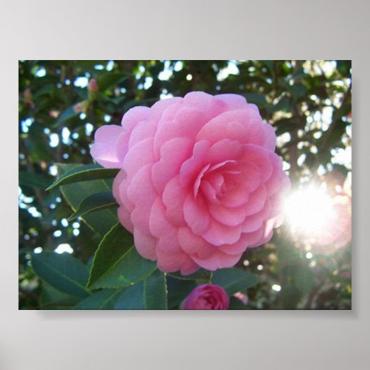 Camellia Japan Poster (Voorkant)