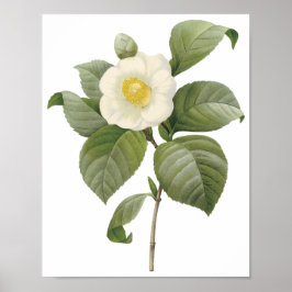 Camellia Japan Poster