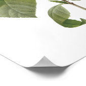 Camellia Japan Poster (Hoek)