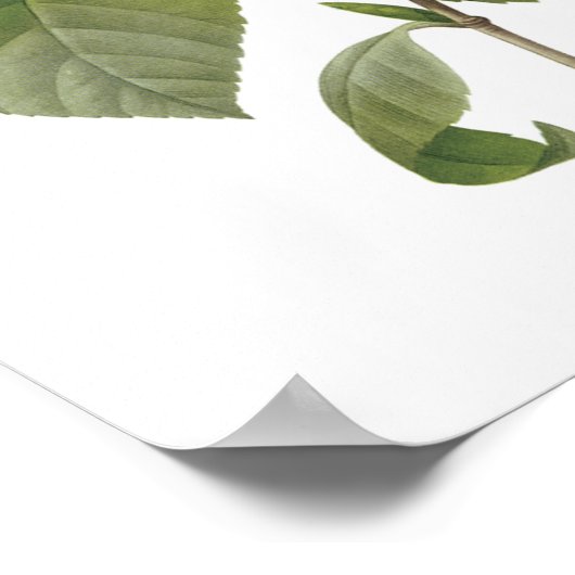 Camellia Japan Poster (Hoek)