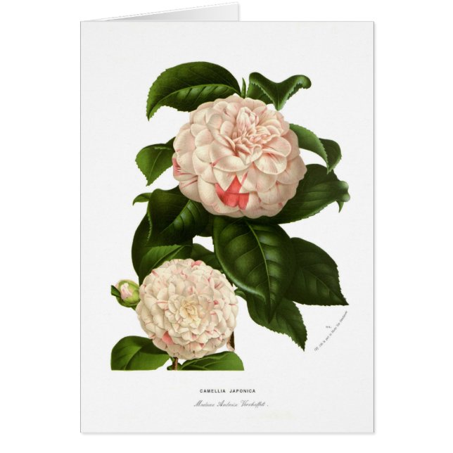 Camellia japonica (Voorkant)