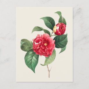Camellia Japonica Botanische Illustratie Briefkaart
