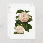 Camellia japonica briefkaart (Voorkant / Achterkant)