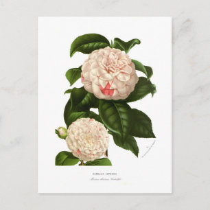 Camellia japonica briefkaart