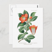 Camellia japonica briefkaart (Voorkant / Achterkant)