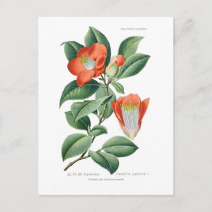 Camellia japonica briefkaart