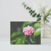 Camellia Japonica Briefkaart (Staand voorkant)