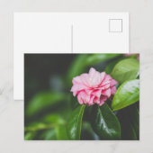 Camellia Japonica Briefkaart (Voorkant / Achterkant)