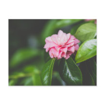 Camellia Japonica