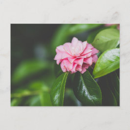 Camellia Japonica Briefkaart