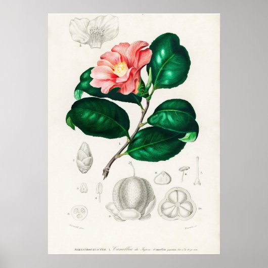 Camellia japonica (Camélia du Japon) Poster (Voorkant)