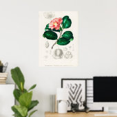 Camellia japonica (Camélia du Japon) Poster (Thuiskantoor)