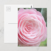 Camellia japonica f. koepel:Briefkaart Briefkaart (Voorkant / Achterkant)