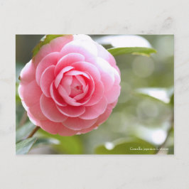 Camellia japonica f. otome [Briefkaart] Briefkaart