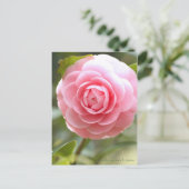 Camellia japonica f. otome [Briefkaart] Briefkaart (Staand voorkant)