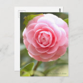 Camellia japonica f. otome [Briefkaart] Briefkaart (Voorkant / Achterkant)