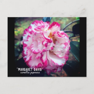 Camellia Japonica Pink Floral Briefkaart