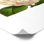 Camellia japonica poster (Hoek)