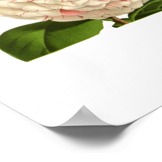 Camellia japonica poster (Hoek)
