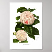 Camellia japonica poster (Voorkant)