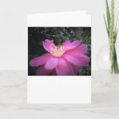 Camellia, kaart (Voorkant)