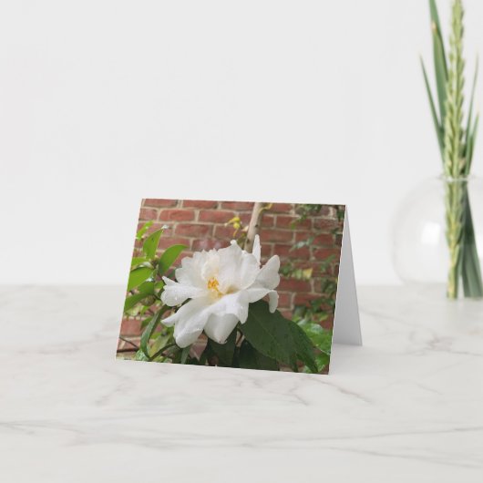 Camellia kaart (leeg) (Voorkant)