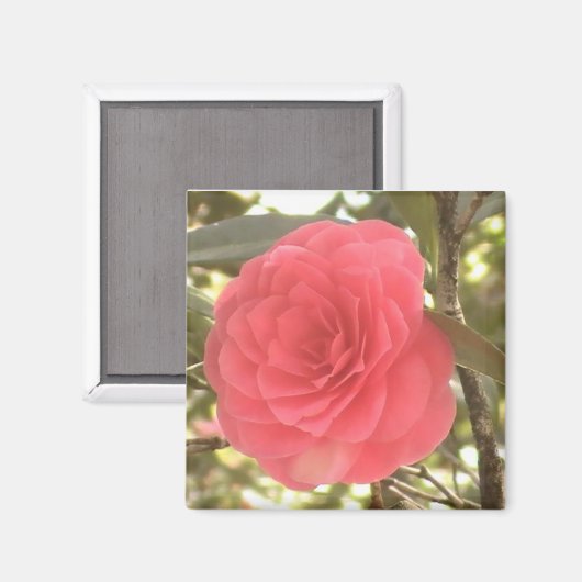 Camellia Magnet (Voorkant / Achterkant)