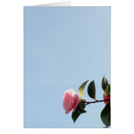 Camellia Pink Flower Blue Sky