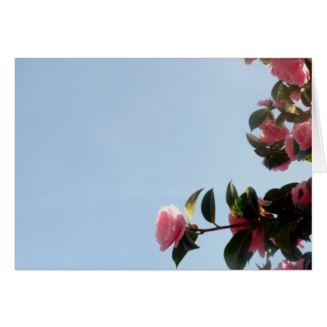 Camellia Pink Flower Blue Sky (Voorkant Horizontaal)