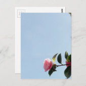 Camellia Pink Flower Blue Sky Briefkaart (Voorkant / Achterkant)