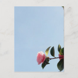 Camellia Pink Flower Blue Sky Briefkaart