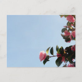 Camellia Pink Flower Blue Sky Briefkaart