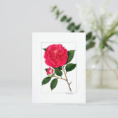 Camellia-plaat: Benibotan Briefkaart (Staand voorkant)