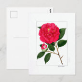 Camellia-plaat: Benibotan Briefkaart (Voorkant / Achterkant)