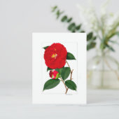 Camellia-plaat: Benikirin Briefkaart (Staand voorkant)