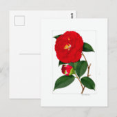 Camellia-plaat: Benikirin Briefkaart (Voorkant / Achterkant)